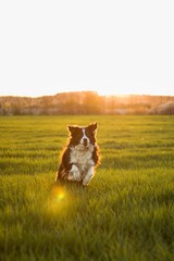 Jumping bordercollie in the green meadow with blades of grass