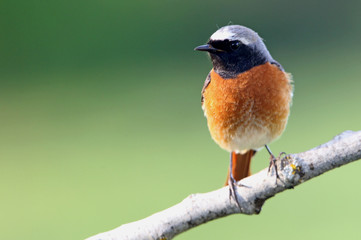 Male of Common redstart, Phoenicurus phoenicurus