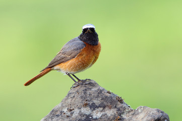 Male of Common redstart, Phoenicurus phoenicurus