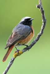 Male of Common redstart, Phoenicurus phoenicurus