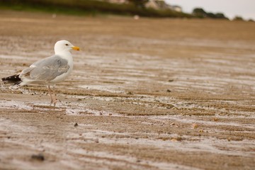Seagull on the beach in the England. Bird by the sea.