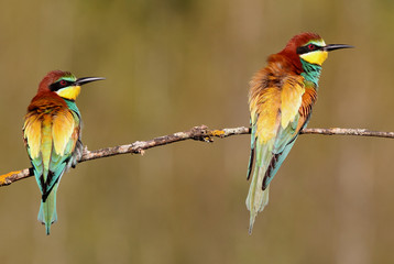 European Bee-eater, Merops apiaster