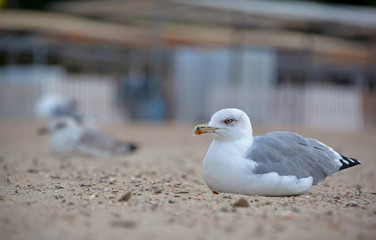 Seagulls on the sand of Anapa beach, near the Kerch port.