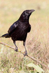 Carrion crow, Corvus corone