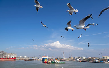 Fototapeta na wymiar Seagulls in flight, near the port of Kerch.