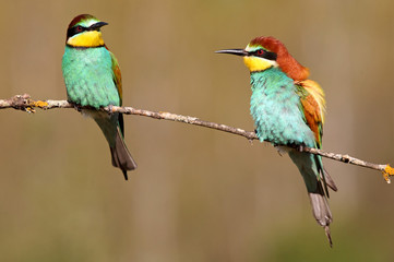 European Bee-eater, Merops apiaster
