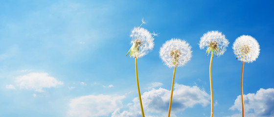 Obraz na płótnie Canvas Dandelions in front of blue sky with clouds as background