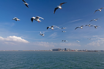 Fototapeta na wymiar Seagulls in flight, near the port of Kerch.