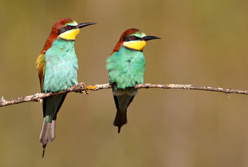 European Bee-eater, Merops apiaster