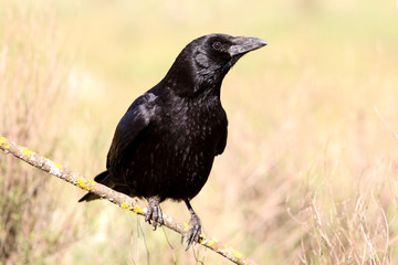 Carrion crow, Corvus corone