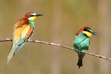 European Bee-eater, Merops apiaster