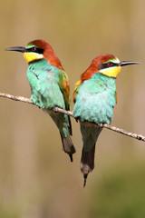 European Bee-eater, Merops apiaster