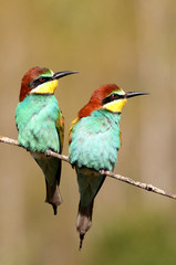 European Bee-eater, Merops apiaster