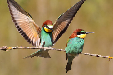 European Bee-eater, Merops apiaster