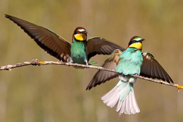 European Bee-eater, Merops apiaster