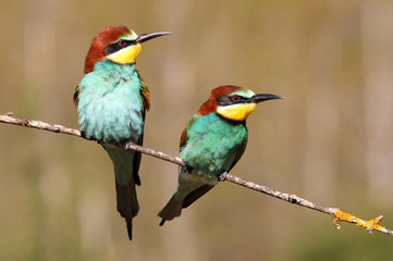 European Bee-eater, Merops apiaster