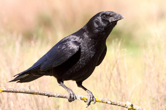 Carrion crow, Corvus corone