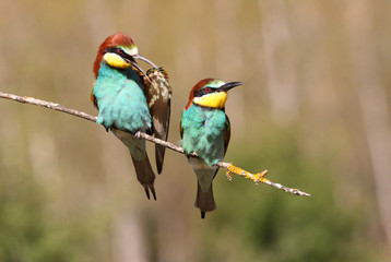 European Bee-eater, Merops apiaster