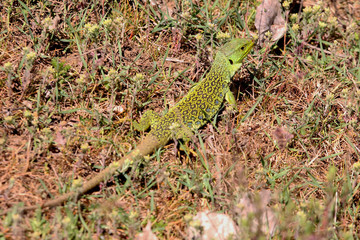 Ocellated lizard, Timon lepidus