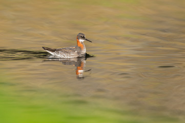 The red-necked phalarope (Phalaropus lobatus) in beautiful light in an Icelandic lake
