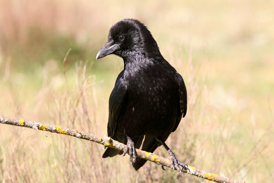 Carrion crow, Corvus corone