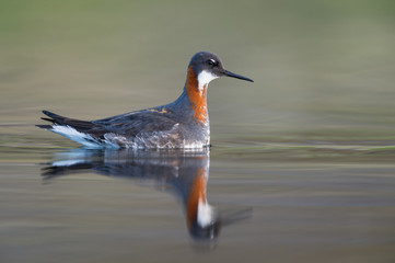 The red-necked phalarope (Phalaropus lobatus) in beautiful light in an Icelandic lake