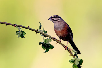 Rock bunting, Embriza cia