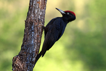 Male of Black woodpecker, Dryocopus martius