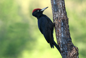 Male of Black woodpecker, Dryocopus martius