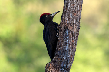 Male of Black woodpecker, Dryocopus martius