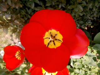 Bright scarlet tulip petals with yellow inside