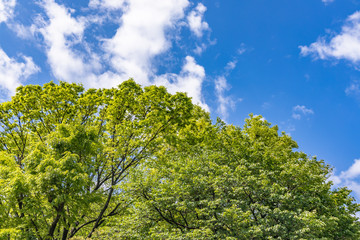 新緑の木と青空