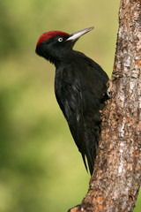 Male of Black woodpecker, Dryocopus martius