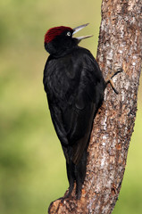 Male of Black woodpecker, Dryocopus martius