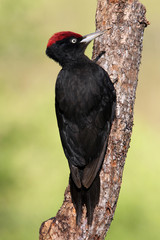 Male of Black woodpecker, Dryocopus martius