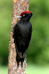 Male of Black woodpecker, Dryocopus martius