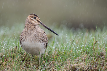 Beautiful common snipe (Gallinago gallinago) in the rain.