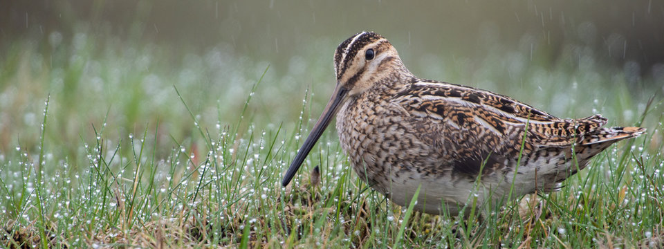 Beautiful common snipe (Gallinago gallinago) in the rain.