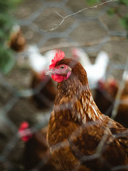 Brown and white chickens in a farm
