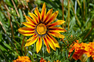 gazania
