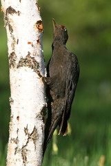 Male of Black woodpecker, Dryocopus martius