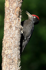 Male of Black woodpecker, Dryocopus martius