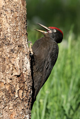 Male of Black woodpecker, Dryocopus martius