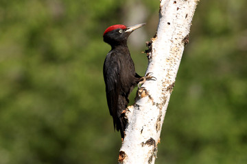 Male of Black woodpecker, Dryocopus martius
