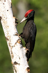 Male of Black woodpecker, Dryocopus martius