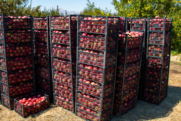 Fresh apples collected from the field and stacked.