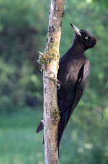 Female of Black woodpecker, Dryocopus martius