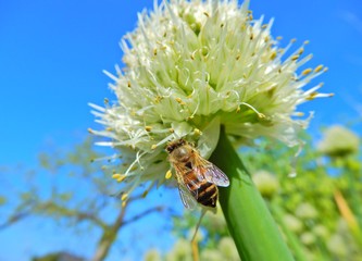 蜜蜂と葱