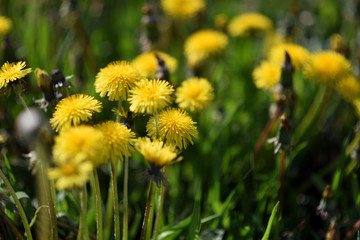 Flowers of dandelion on field