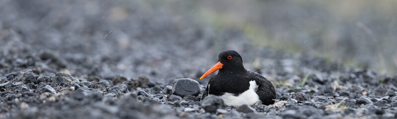Breading oystercatcher in the Icelandic rain.